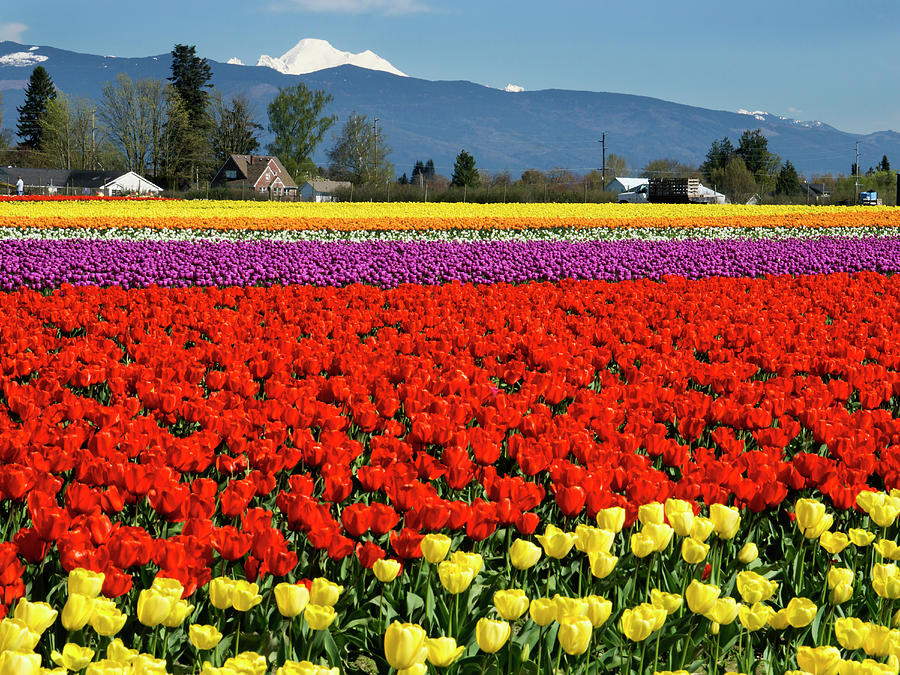Skagit Valley Tulip Festival Discover Stanwood Camano